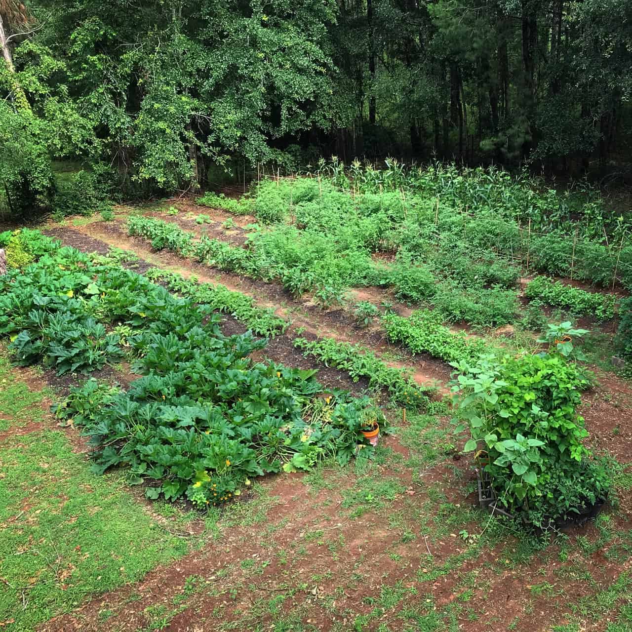 Organic Catering in Tallahassee, Florida