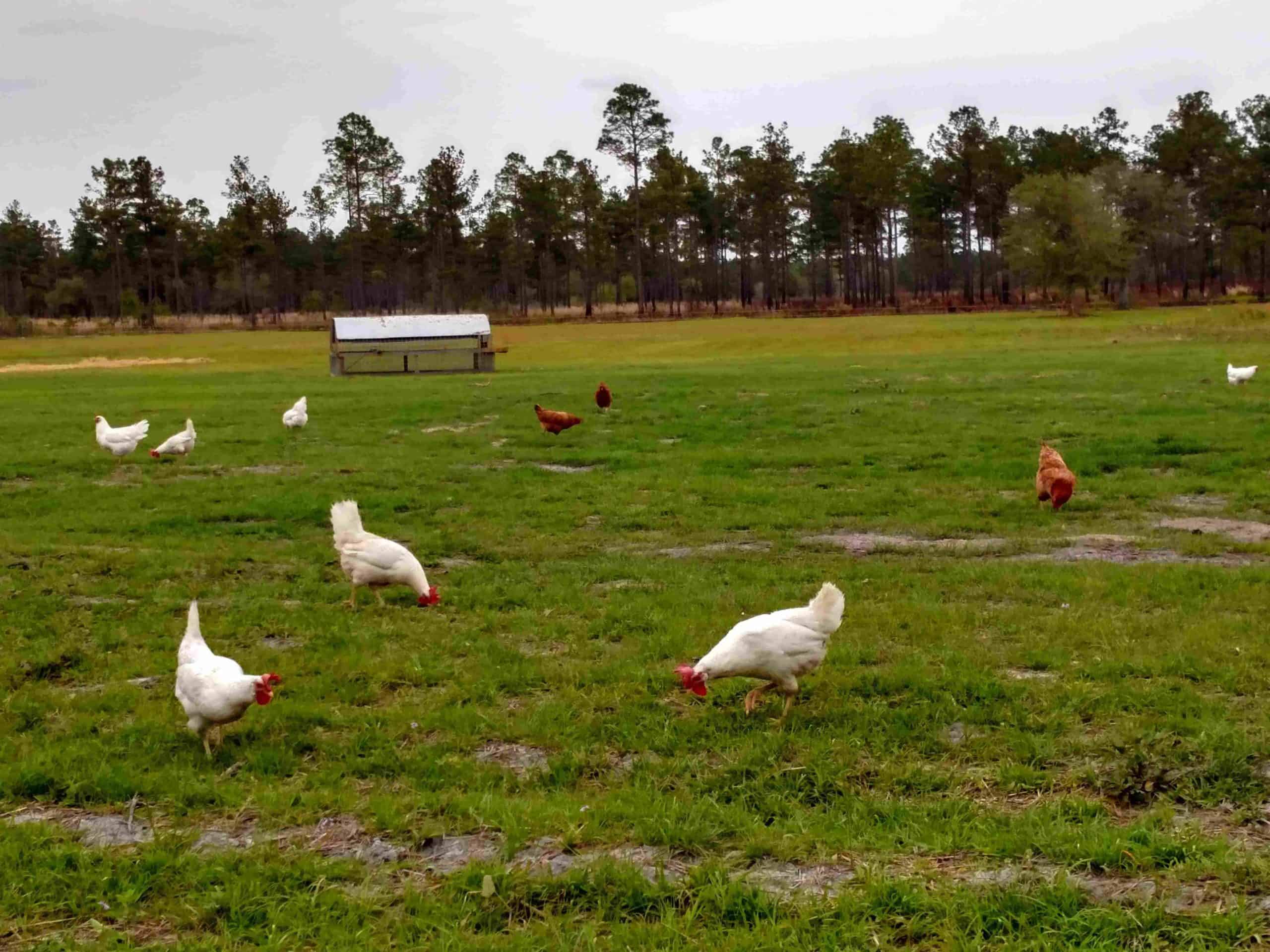 Real Paella Catering uses Pastured Poultry in our Paella