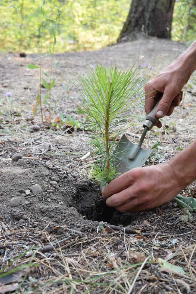 Hands planting a pine seedling