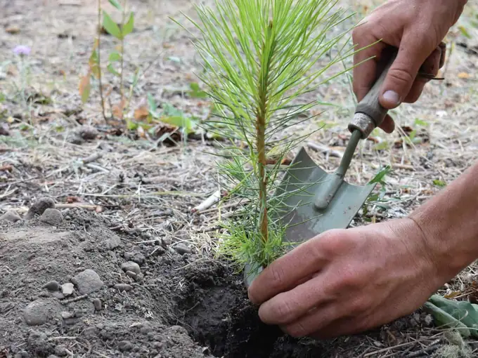 Paella Wedding & Event Catering in North Florida 7 Hands planting a pine seedling