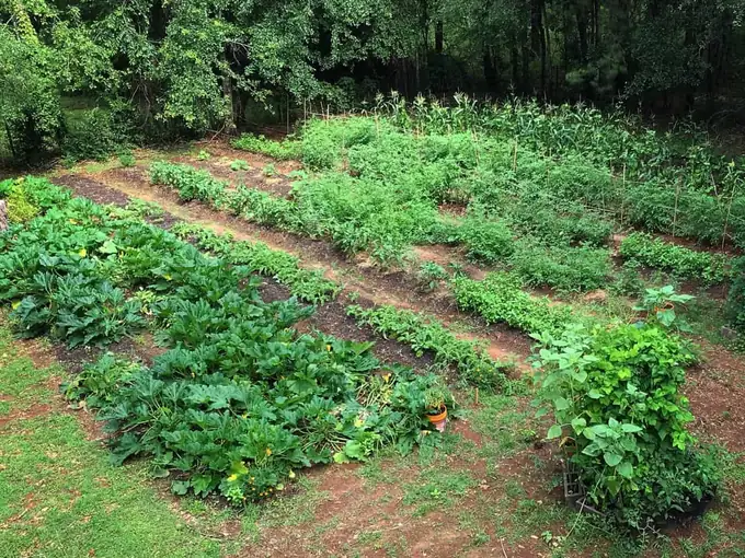 Paella Wedding & Event Catering in North Florida 5 Rows of vegetables growing on a local North Florida farm